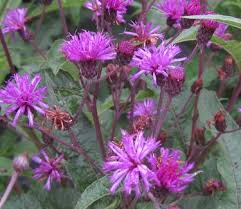 Image result for Vernonia praecox