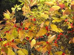 Image result for Xyris peteri