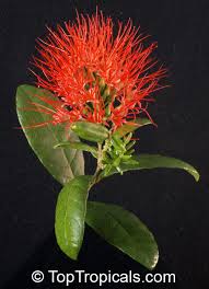 Image result for Combretum holstii