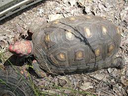 Keeping And Breeding Red Footed Tortoises Reptiles Magazine