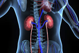 Disease of the kidney can be generally classified as acute or chronic. Pbl End Stage Renal Disease Medatrio