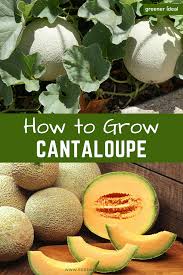 It's literally counter top gardening. Guide To Growing Cantaloupe Growing Cantaloupe Food Garden Growing Fruit