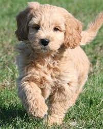 Miniature Goldendoodle Goldendoodle Puppy Mini Goldendoodle Puppies Puppies