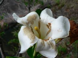 Image result for Gardenia imperialis