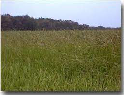 Bahiagrass For Pastures Pasture Bahia Grass Grass Seed