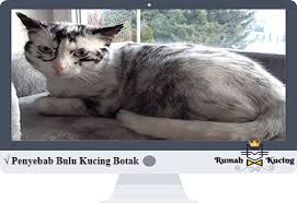 Diperlukan perhatian super nah, ini diaa kita sebagai pemilik kucing juga harus pergantian bulu juga akan membuat bulu kucing lemah sehingga mudah rontok. Sebab Bulu Kucing Parsi Gugur Bulu Kucing