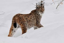 Some animals hide from predators by changing color to blend into the different summer and winter habitats. Lynx Wild Republic