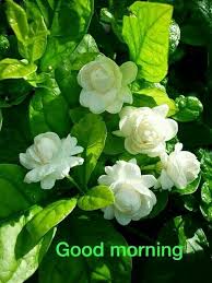 Saraseragmail Com Buon Giorno Flower Fragrance Jasmine Flower Jasmine Plant