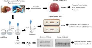 We observe both test and control lines when we run only buffer on the test i just have not checked the aunp conjugate for its activity in elisa, which i added to my worklist now. Development Of A Lateral Flow Test For The Rapid Detection Of Avibacterium Paragallinarum In Chickens Suspected Of Having Infectious Coryza Springerlink