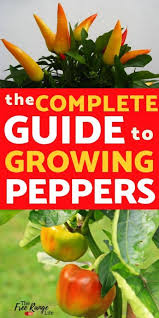 Quick Start Guide To Growing Peppers In Your Garden Vegetable Garden For Beginners Growing Peppers Gardening For Beginners