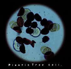 Cell