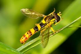 List Of Hoverfly Species Of Great Britain Wikipedia