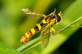 list of hoverfly species of great britain wikipedia