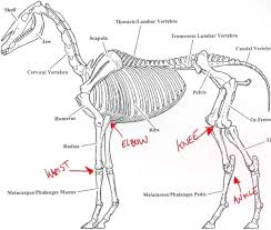 Check spelling or type a new query. Why Don T Animals Have Knees Quora