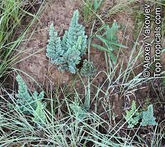 Image result for Pellaea angulosa