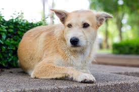 If your dog is spending lots of time gazing at you with adoration, snuggling into your lap, or doing his best to request a belly rub given his limited movements, you might see that as a warning sign. Liver Cancer Hepatocellular Carcinoma In Dogs Symptoms Causes Diagnosis Treatment Recovery Management Cost