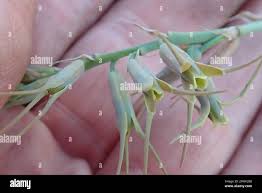 Image result for Dipcadi viride