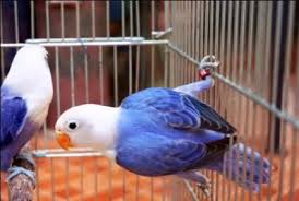 Image Result For Lovebird Mutations Love Birds African Lovebirds Beautiful Birds