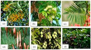 Image result for Crepidorhopalon tenuis