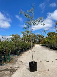 Image result for Eucalyptus camaldulensis