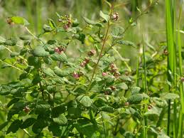 Light pink summer blooms followed by abundant large. Great Design Plant Snowberry Pleases Year Round