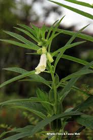 Image result for Sesamum