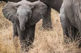 Elefant Informatii Si 30 Curiozitati Despre Elefanti Wiki Animale Goki Ro