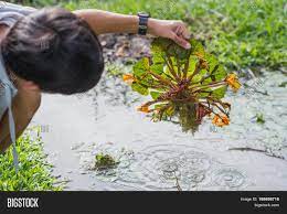 In india, it is cultivated in tanks, lakes, ponds, river, etc. Water Caltrop Image Photo Free Trial Bigstock