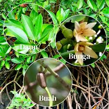 Image result for Rhizophora mucronata