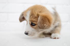 Small Cute Puppy Dog Is Looking Up Studio Shot Of An Adorable Fluffy Puppy Standing On White Background Stock Photo Picture And Royalty Free Image Image 106450075