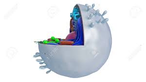 We did not find results for: Animal Cell In Section Multi Colored Side View 3d Rendering Stock Photo Picture And Royalty Free Image Image 125794262