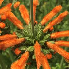 Image result for Leonotis