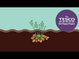Hill potatoes every 2 to 3. Earthy Potatoes How Do Potatoes Grow Youtube