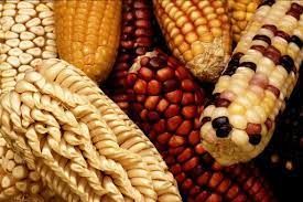 Perbandingan bahan yang digunakan yaitu jagung : Kreanova Mengenal 7 Jenis Jagung Yang Ada Di Indonesia Halaman 1 Kompasiana Com