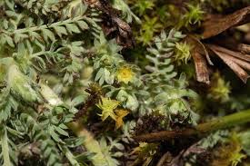 Image result for Alchemilla johnstonii