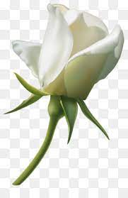 Check spelling or type a new query. White Rose Png Black And White Rose White Rose Border White Rose Bouquet Cleanpng Kisspng