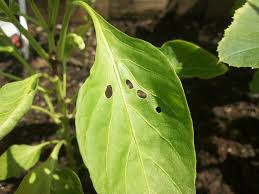 Check spelling or type a new query. 9 All Natural Ways To Keep Slugs Out Of Your Garden The Green Living Guide