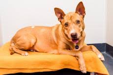 Check your local city ordinances to determine how frequently your pet requires rabies vaccine booster. How Often To Vaccinate A Dog Or Cat