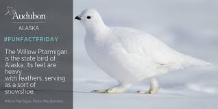 What is the state bird of alaska. Audubon Alaska On Twitter Funfactfriday The Willow Ptarmigan Is The State Bird Of Alaska Its Feet Are Heavy With Feathers Serving As A Sort Of Snowshoe Https T Co Fll6yzvti5 Https T Co 5i0ac42cuo