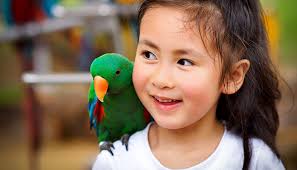 Parrots of the Rainforest