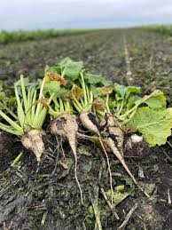 Image result for sugar beet