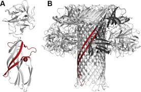 Image result for Vernonia fractiflexa