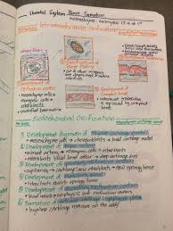 Skeletal System Bone Formation Nursing School Notes Biology Notes Nursing Notes
