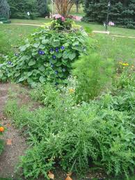 Disguising an eyesore like a tree stump is simple a flowering vine not only hides the stump, but adds color and texture to your yard. Pin On Gardening