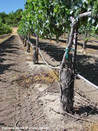 Image result for graft grape vines