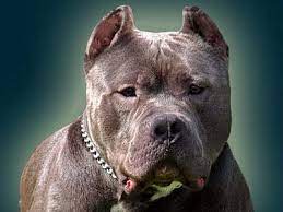 We did not find results for: Blue Pitbulls Pennsylvania Pa Blue Pitbull Puppies For Sale