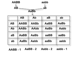 Ab aabb aabb aabb aabb. In A Cross Between Aabb Aabb The Ratio Of F2 Genotypes Between Aabb Aabb Aabb And Aabb Would Be