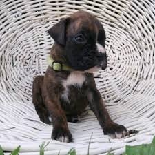 Find boxer in dogs & puppies for rehoming | find dogs and puppies locally for sale or adoption in canada : Bobby Boxer Puppy 612294 Puppyspot