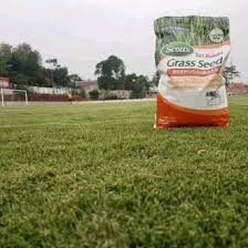 Daftar harga rumput gajah terbaru juni 2021. Jual Produk Rumput Gajah Mini Benih Rumput Termurah Dan Terlengkap Juli 2021 Bukalapak