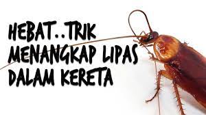 Jemu pakai semburan beracun lipas? Cara Menangkap Lipas Dalam Kereta Youtube